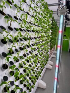 Read more about the article Is Vertical Farming the Future of Food Production?